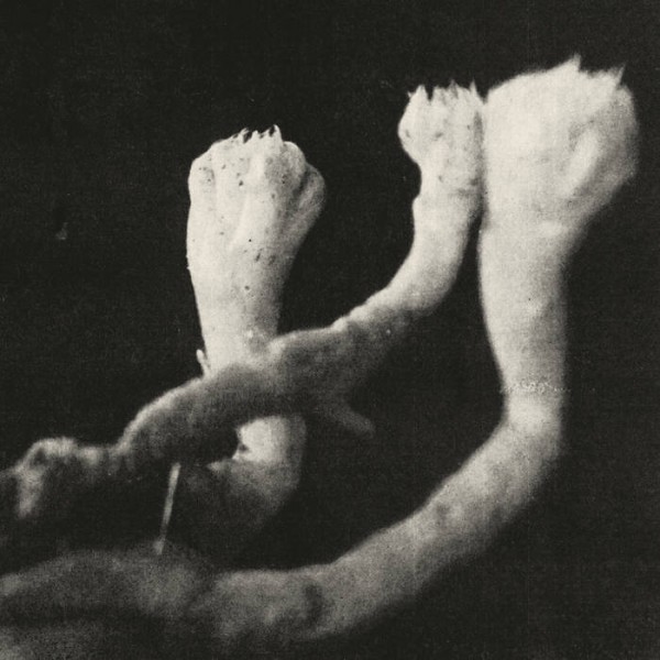 Läuten der Seele - Unterhaltungen mit Larven und Überresten 