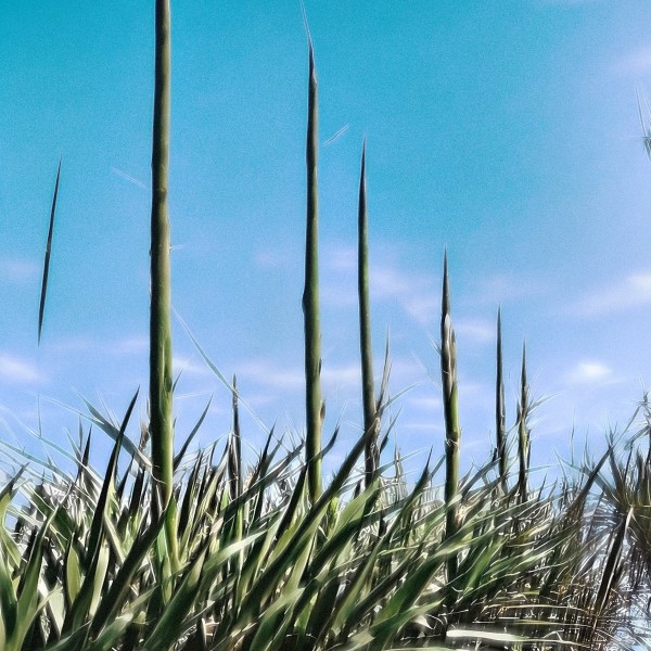 Turning Torso - Quiote